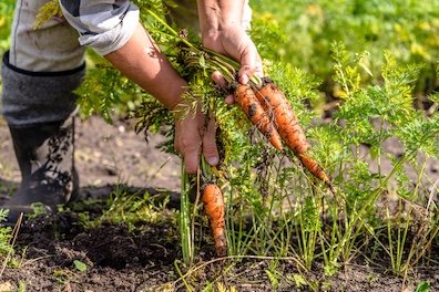 Bonde som tar opp gulerøtter (istock) 